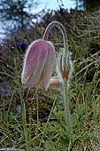 Anemone alpino (Pulsatilla alpina)